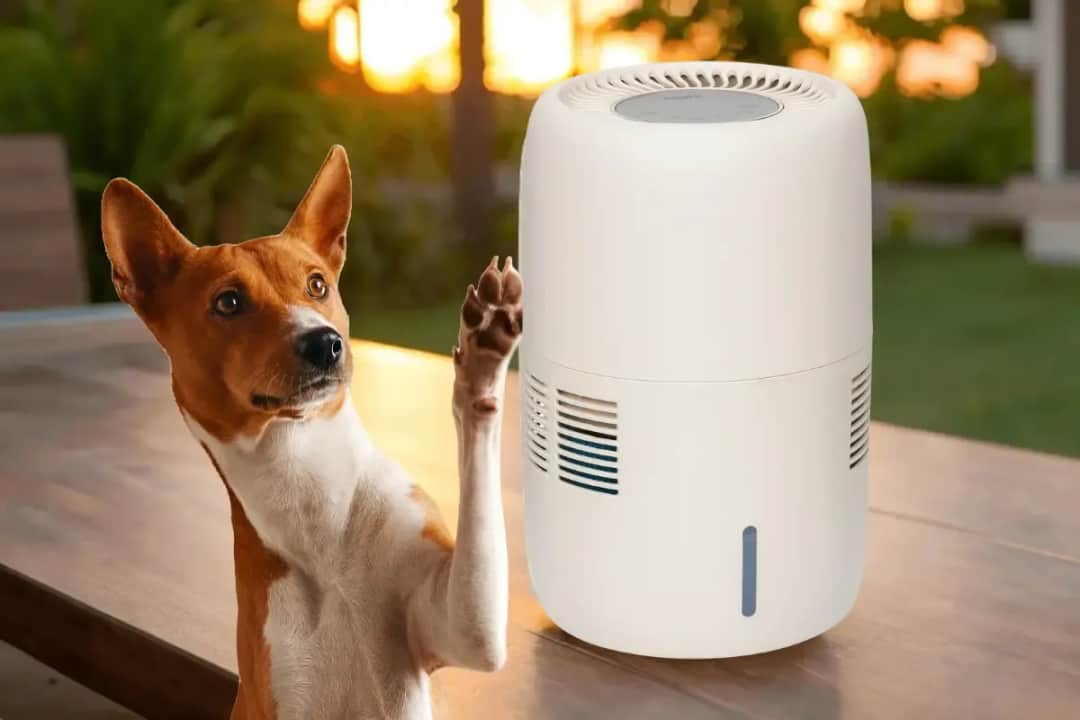 Jaki nawilżacz powietrza przy psie - wszystko co musisz wiedzieć dla pupila