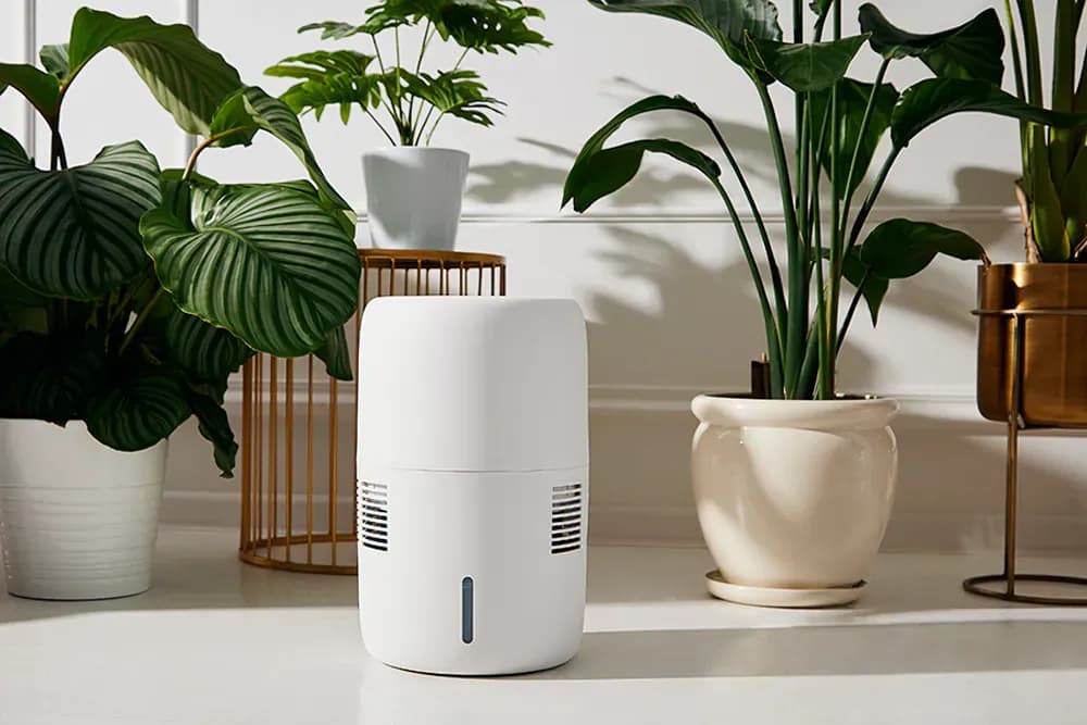 Jaki wybrać nawilżacz powietrza do roślin: porównanie 5 najlepszych modeli